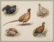 * Simon Turvey [b.1957]- Game bird studies,:- signed watercolour, 26 x 33.