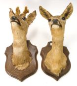 Two preserved deer head mounts on shield plaques, together with a full mount fox:, (3.