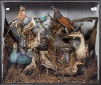 An early 20th century taxidermy group of wild birds: naturally set in a glazed case, 65 x 77 x 28cm.