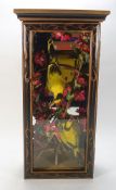 (Oriolus oriolus) - Golden Oriole, a cased preserved pair:,