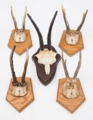 Four roe deer skulls mounted on plaques, together with a similar Chamois skull mount:, (5) .