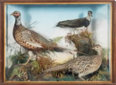 An early 20th century taxidermy brace of pheasants:, naturally set within a glazed ebonised case,