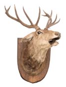 A taxidermy 10-point stag's head on shield mount:.