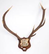 A set of nine point Red Deer antlers:,