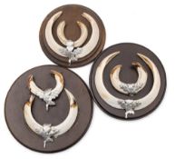 Three sets of warthog tusks,: mounted on circular plaques with pressed oak leaf mounts. (3).