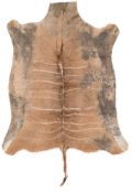 A kudu skin and a waterbuck skin: (2).