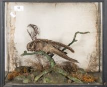 An early 20th century taxidermy nightjar in naturalistic setting within an ebonised glazed case:,