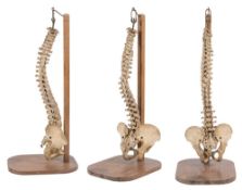 Homo Sapien, a complete articulated spine and pelvis:, suspended from an oak mount.