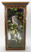(Cyanopica cyanus) - Azure winged magpie, a cased preserved single bird:,
