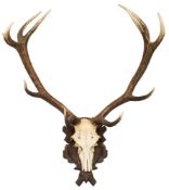 A set of ten point red deer antlers, skull mount on a shield plinth,: 92cm wide.