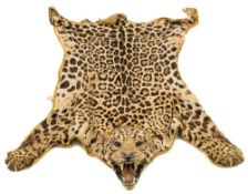 (Panthera pardus) Leopard skin:, the taxidermy head with glass eyes,
