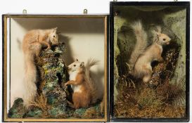 A late 19th/early 20th century cased pair of red squirrels by R Allder, Newbury:,