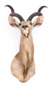 A taxidermy Kudu head.