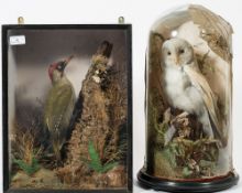 An early 20th century taxidermy Barn owl by H T Shopland, Torquay:,