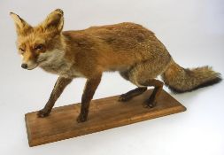 A preserved and mounted fox, on a wooden plinth:, 43 x 95cm.