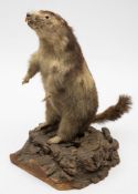 A full mount taxidermy Coypu:, standing on its hind legs, mounted on a natural wooden base,