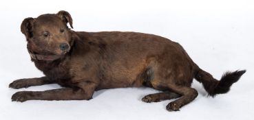 An early 20th century taxidermy chocolate Labrador:, 95cm long.