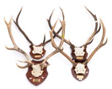 A group of four sets of stag antlers on shield plinths with engraved plaques for Balmoral:,