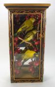 (Oriolus oriolus) - Golden Oriole:,