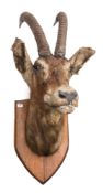 A taxidermy Roen Antelope head on shield mount:.
