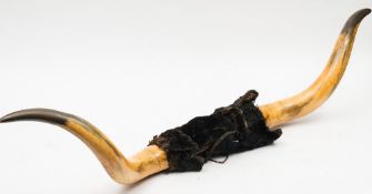 A pair of early 20th century bison horns:,