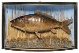 A cased preserved leather carp in a bow front case:, unsigned, naturally set,