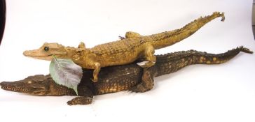 Caiman crocodilus - two full mount taxidermy specimens.