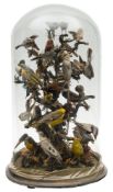 A late Victorian/Edwardian display of exotic birds under a glass dome:, unsigned,