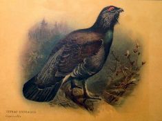 Quantity of pictures and prints to include pencil