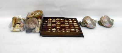 Collection of assorted seashells