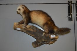 Taxidermy of a Polecat on a Log