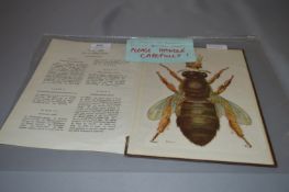 1940's Biology Dissection Chart