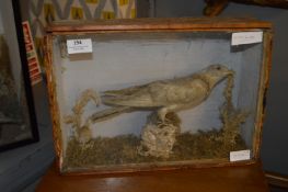 Cased Taxidermy of a Cuckcoo