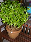 Skimmia Japonica Shurb in Simulated Terracotta Cot