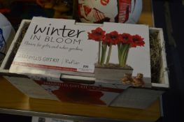 *Amaryllis Gift Kit