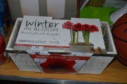 *Amaryllis Gift Kit