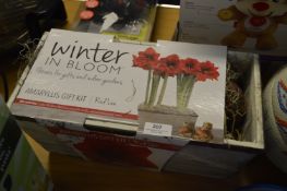 *Amaryllis Gift Kit