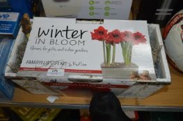 *Amaryllis Gift Kit