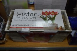 *Amaryllis Gift Kit