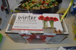 *Amaryllis Gift Kit