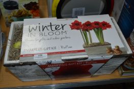 *Amaryllis Gift Kit