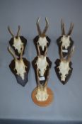 Collection of Wall Mounted Deer Skulls & Antlers