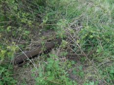 Two Iron Pig Troughs, Harrows and an Iron Wheel