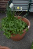 Large Plastic Planter with Daffodils and Other Pla