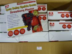 *Box of 24 Upsy Daisy Upside Down Strawberry Plant