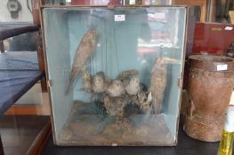 Cased Taxidermy of a Kestrel Family