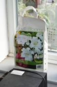*SPRING BULB ASSORTMENT 18 LILIUM