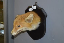 Wall Mounted Fox Head on Shield Back Panel