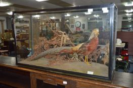 Glass Cased Taxidermy - Golden Pheasant Methwold December 1952