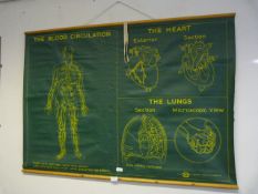 Medical Education Print - Blood Circulation Hear a